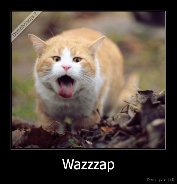 Wazzzap