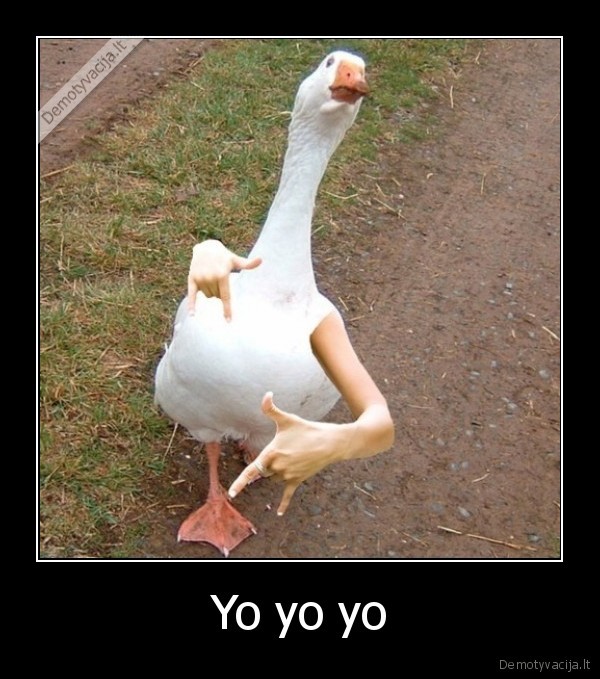 Yo yo yo