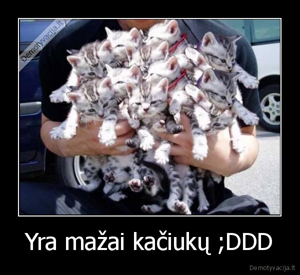 Yra mažai kačiukų ;DDD