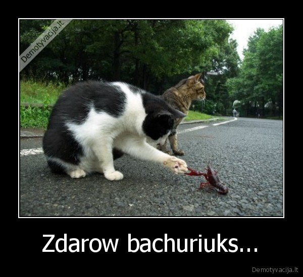 Zdarow bachuriuks...
