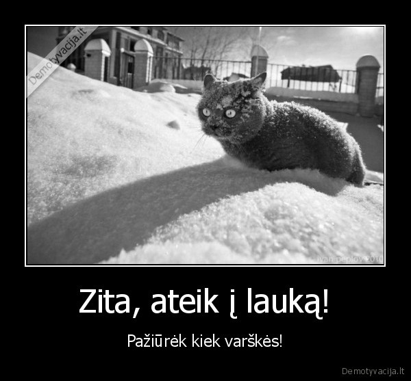 juokingas, katinas,sniegas,varske