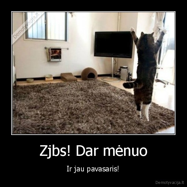 laimingas, katinas,pavasaris,kovas
