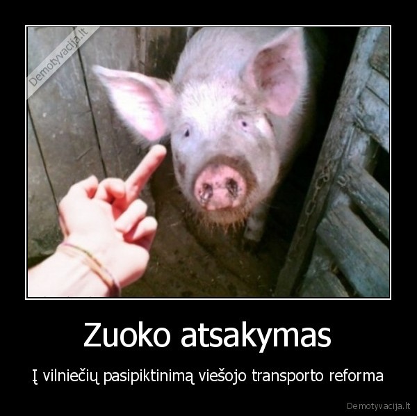 zuokas,kiaules,viesasis, transportas,greitieji, autobusai