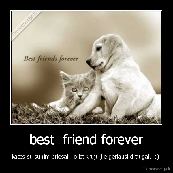 best  friend forever