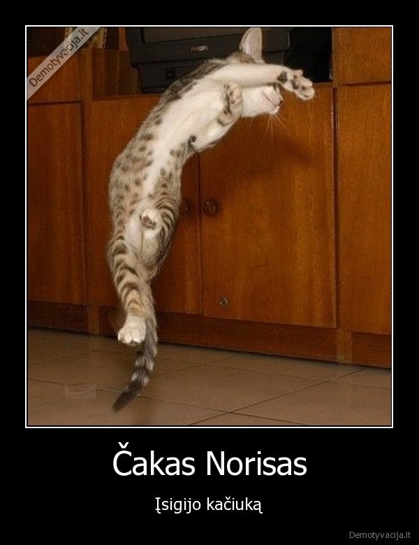 chuck, norris,cat,spyris,suktukas