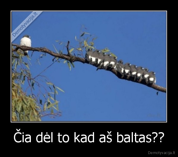 rasistai