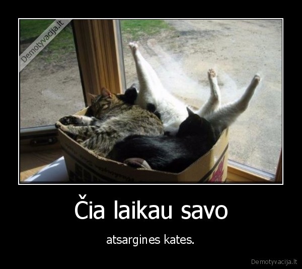 kate,katinas,atsarga