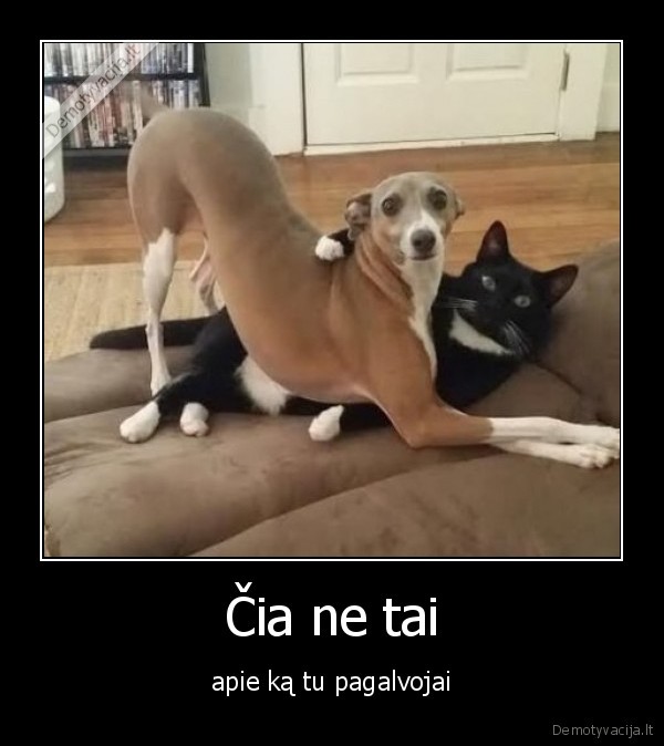 suo,katinas