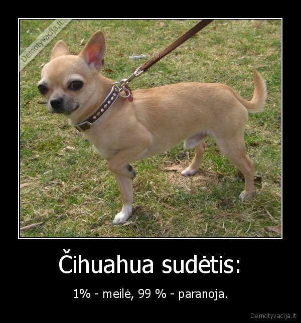 suo,cihuahua