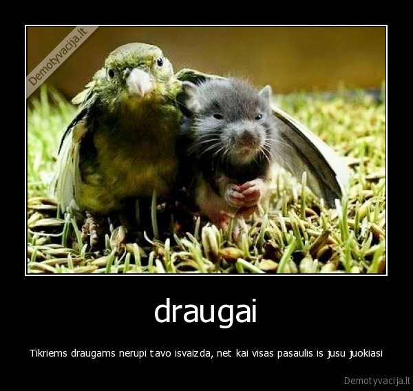 draugai