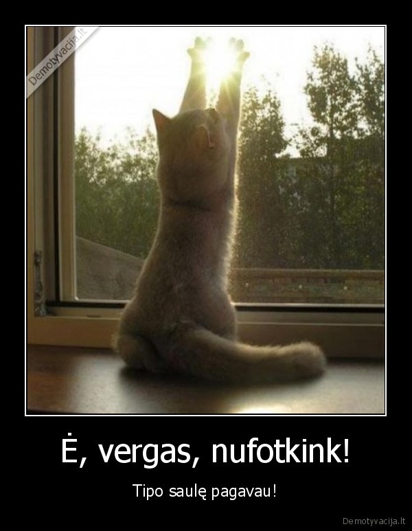 juokingas, katinas,sviecia, saule,saule