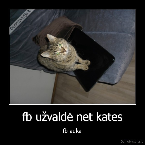 fb užvaldė net kates