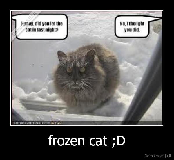 frozen cat ;D