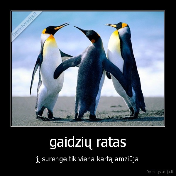 gaidzių ratas