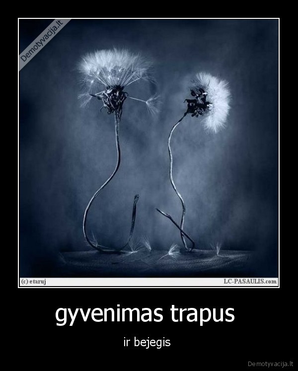 gele, mirtis, meile