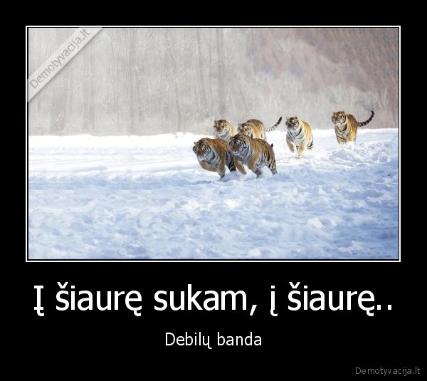 Į šiaurę sukam, į šiaurę..