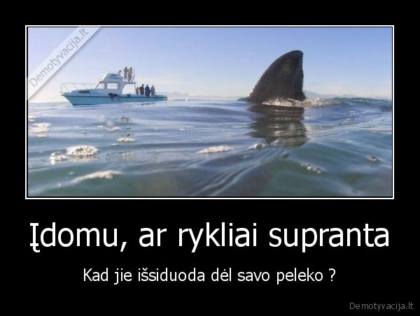 Įdomu, ar rykliai supranta