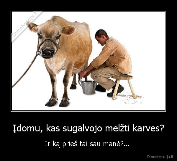 melzti, karves, zmogus, juokingi, pienas