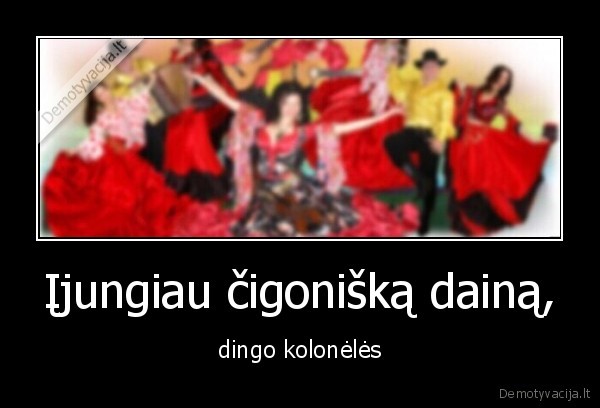 daina,koloneles,dingo