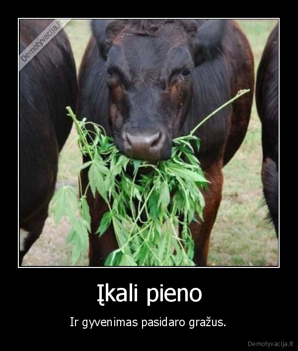 pienas,karve,zole