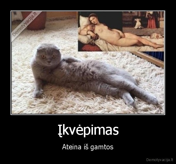 axujenas, katinas,menas,tobulumui, ribu, nera,kaciokas,fotogeniskas