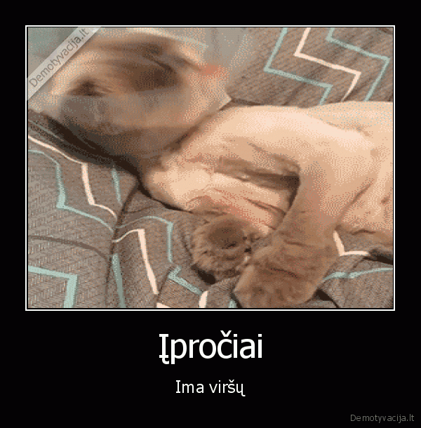 iprotis,laizosi,katinas