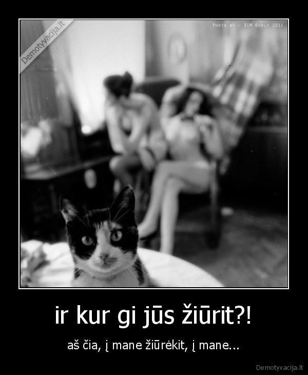 katinas,zvilgsnis,merginos