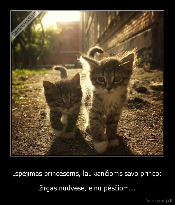 princas,baltas, zirgas,einu, pesciom