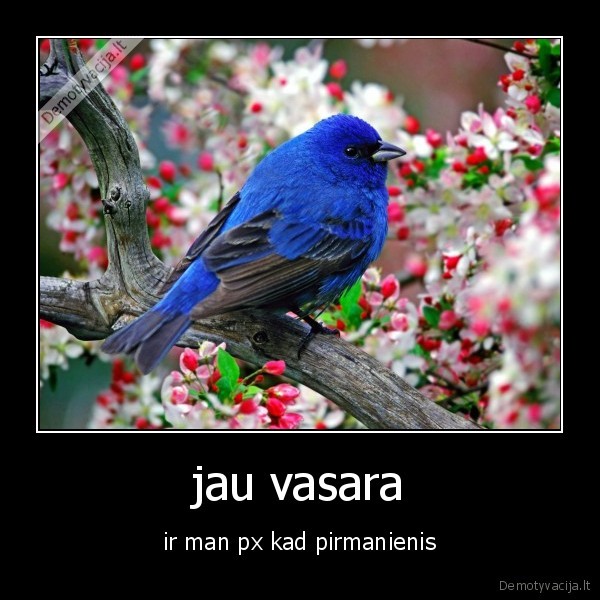 jau vasara