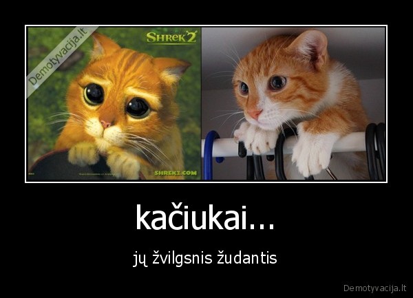 akys,kate,zvilgnis