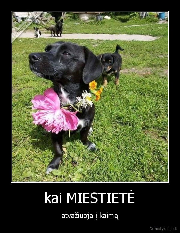panele, miestas, kaimas