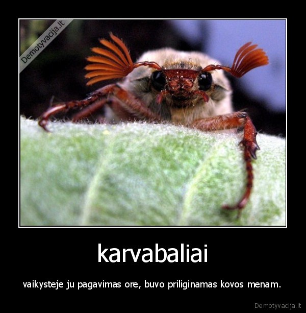 karvabaliai