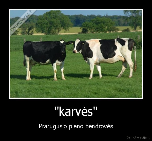 &quot;karvės&quot;