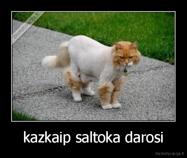 kazkaip saltoka darosi