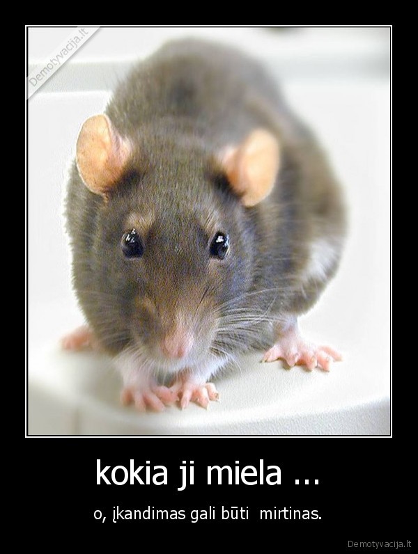 ziurkes