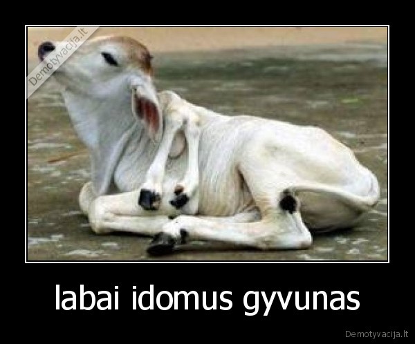 labai idomus gyvunas