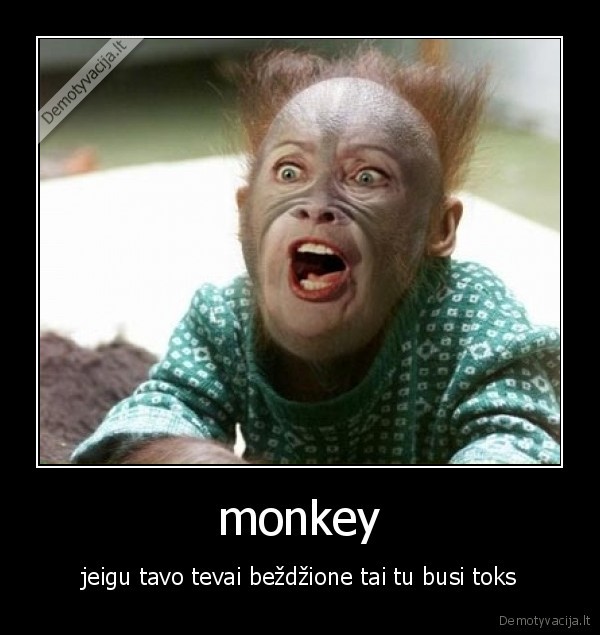 monkey