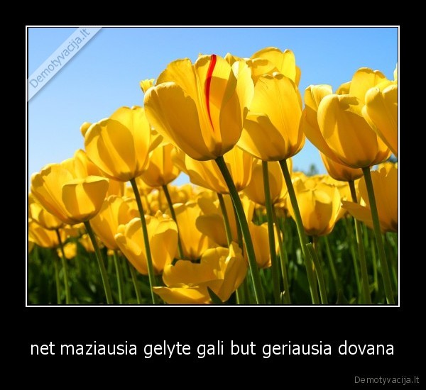 net maziausia gelyte gali but geriausia dovana