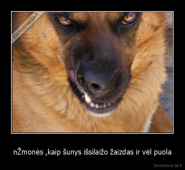 nŽmonės ,kaip šunys išsilaižo žaizdas ir vėl puola