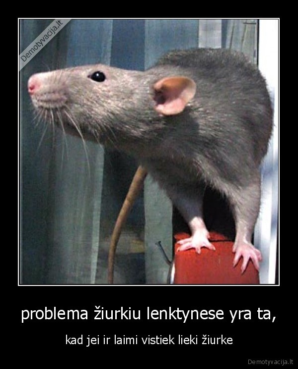 problema žiurkiu lenktynese yra ta,