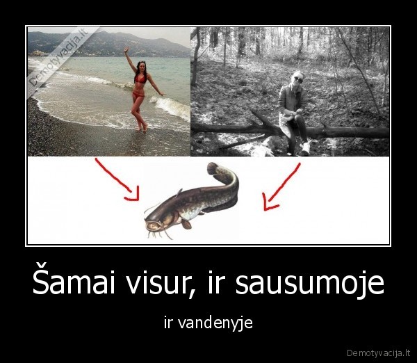 Šamai visur, ir sausumoje