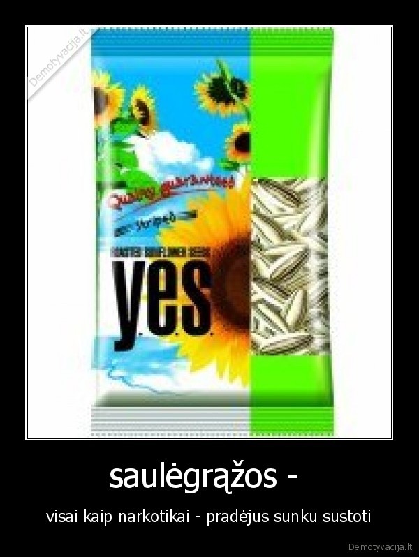 saulėgrąžos - 