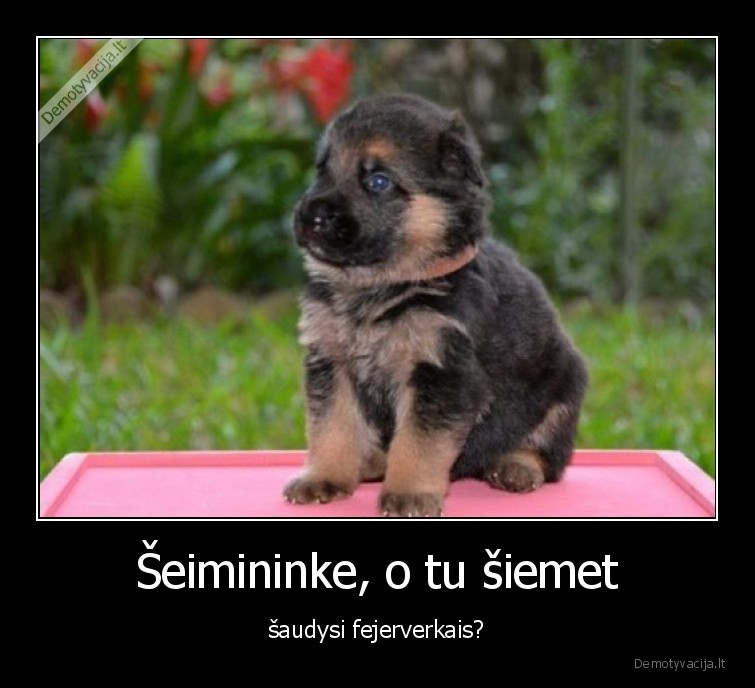 suo,klausia,fejerverkai