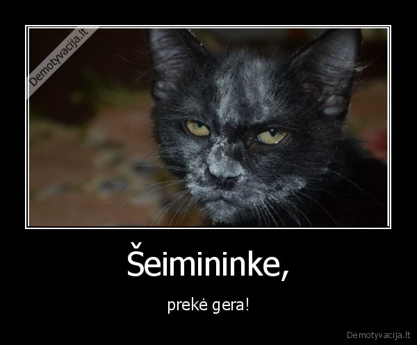 katinas,uoste