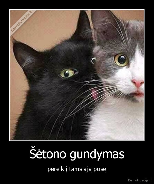 katinas,gundymas