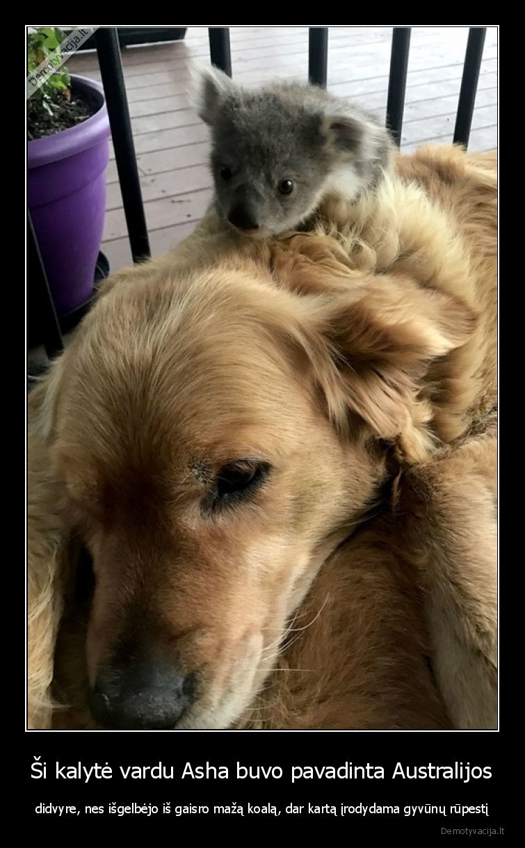 asha,suo,koala,australija,gaisras