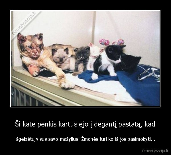 kate,gera, kate,apdegusi, kate,tikra, mama