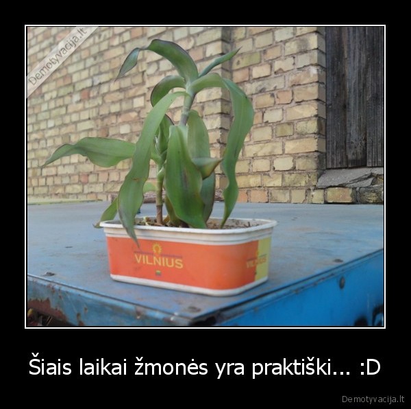geles, augalai