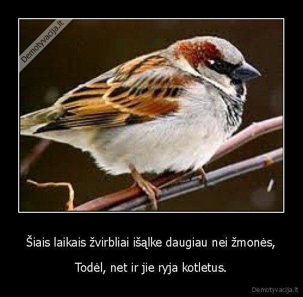 zvirblis, gyvenimas, kotletas