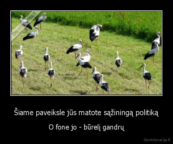 saziningas, politikas,gandrai,lietuviska, politika